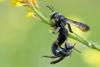 Andrena agilissima